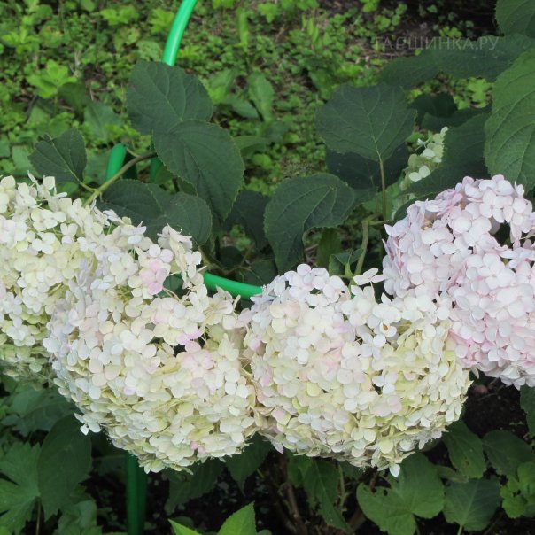 превью изображения отзыва