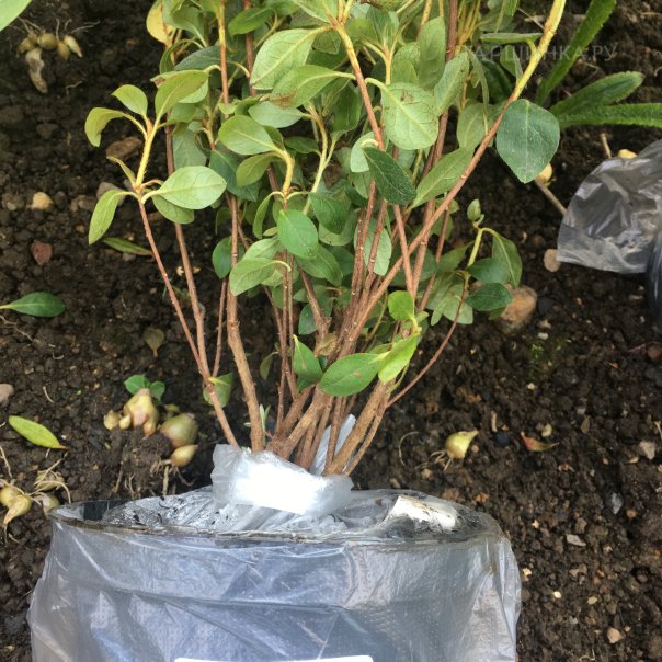 превью изображения отзыва