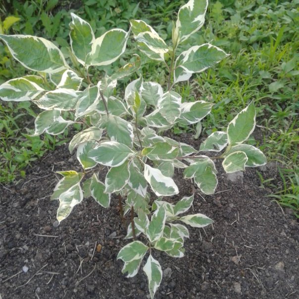 превью изображения отзыва