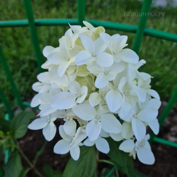 превью изображения отзыва