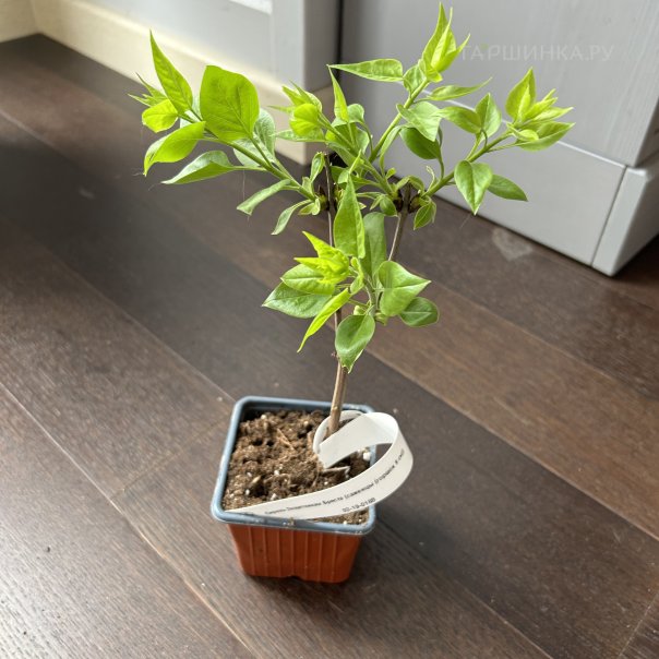 превью изображения отзыва