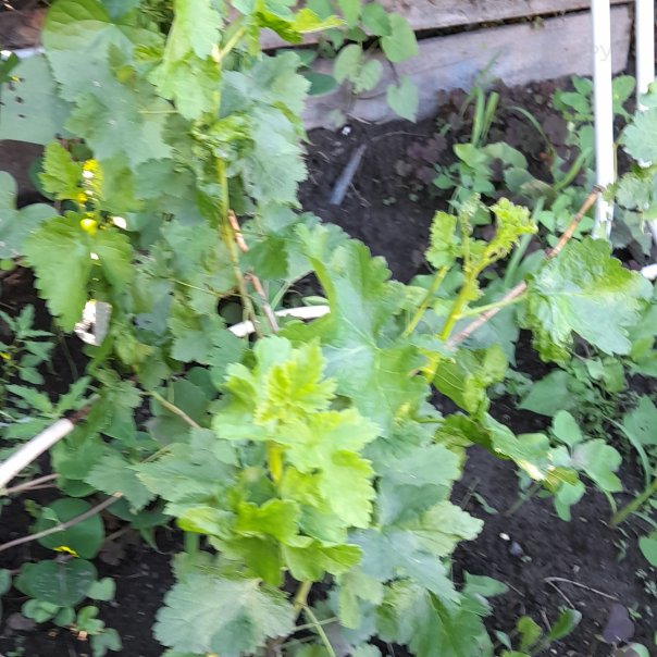 превью изображения отзыва