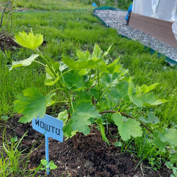 превью изображения отзыва