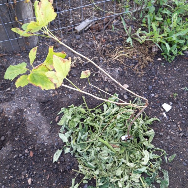 превью изображения отзыва