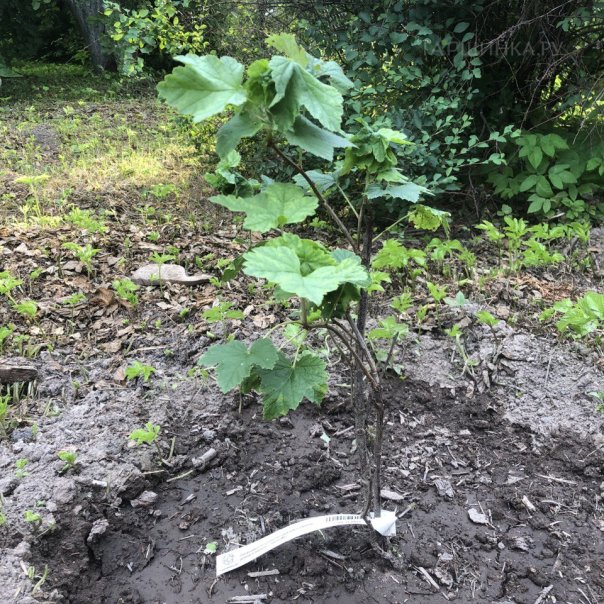 превью изображения отзыва