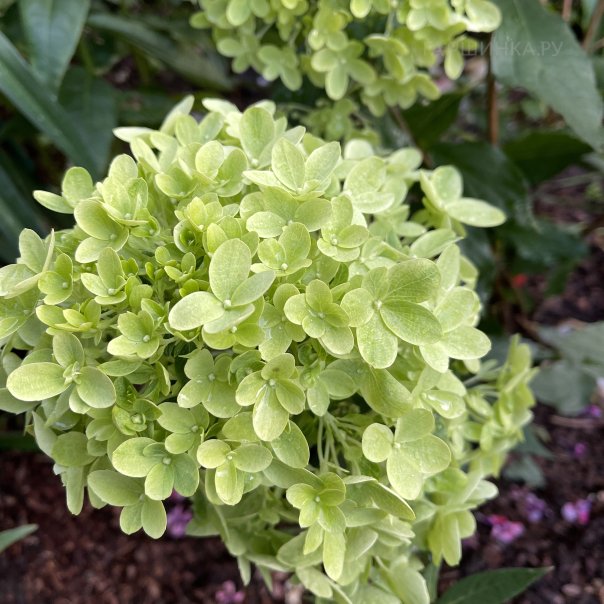 превью изображения отзыва