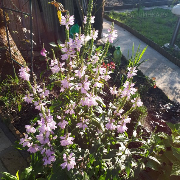 превью изображения отзыва