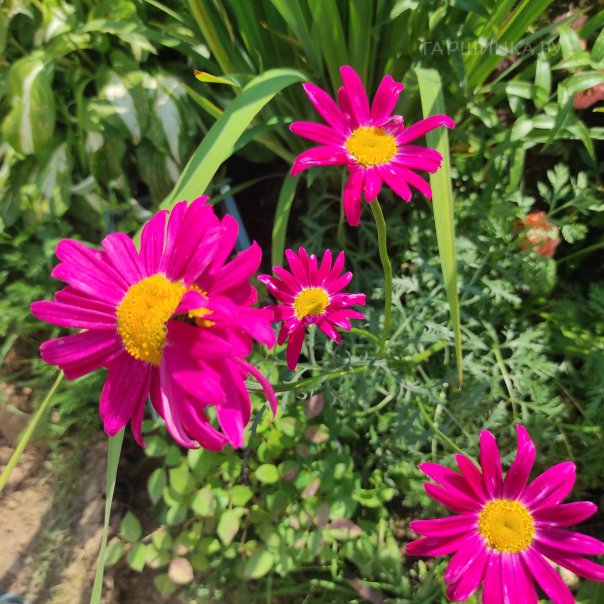 превью изображения отзыва