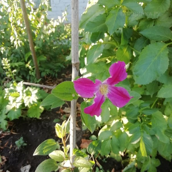 превью изображения отзыва