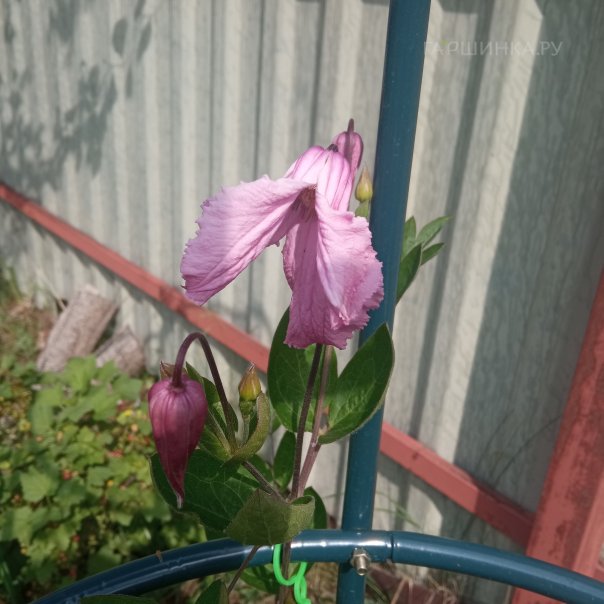 превью изображения отзыва