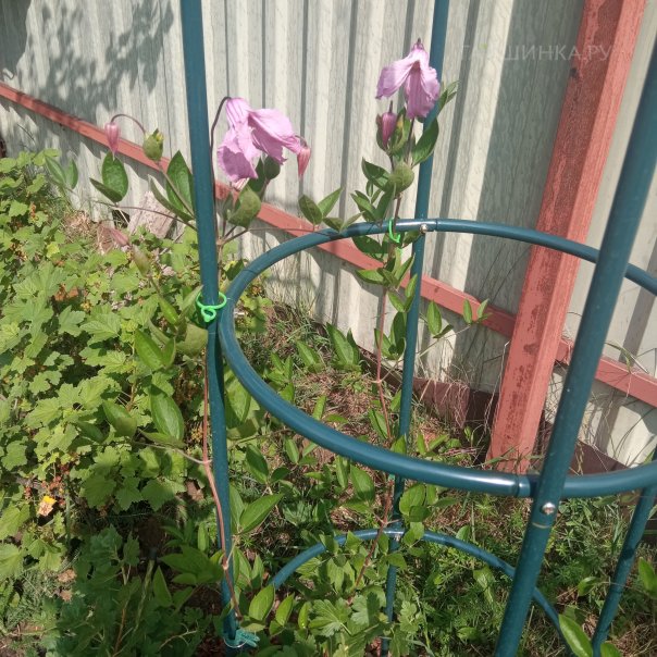 превью изображения отзыва