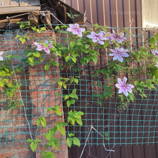 превью изображения отзыва