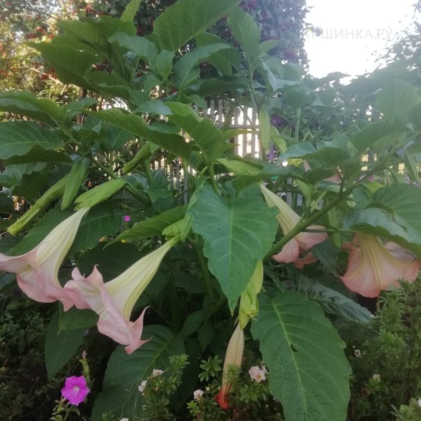 превью изображения отзыва