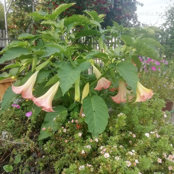 превью изображения отзыва