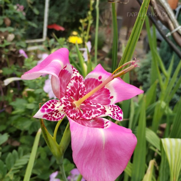 превью изображения отзыва