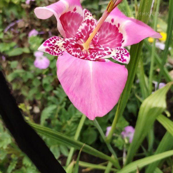 превью изображения отзыва