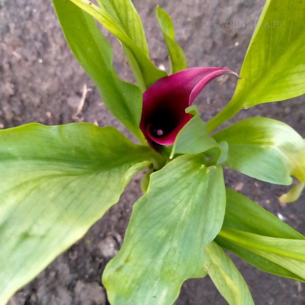 превью изображения отзыва