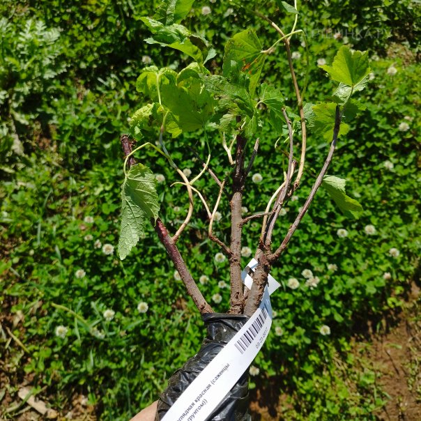 превью изображения отзыва