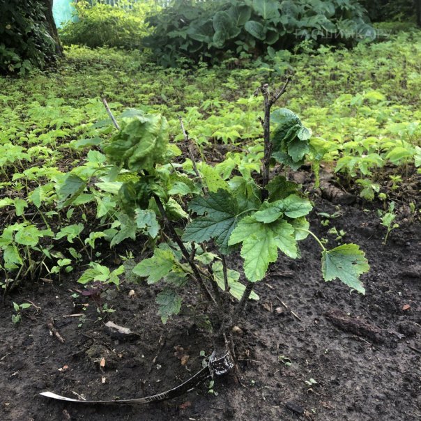 превью изображения отзыва