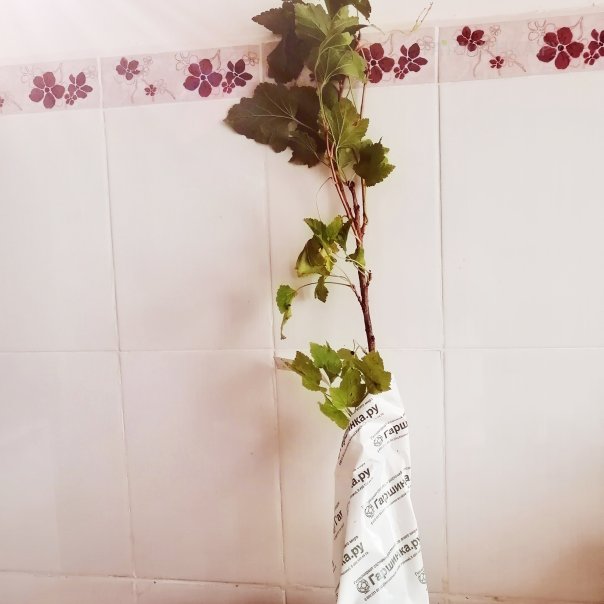 превью изображения отзыва