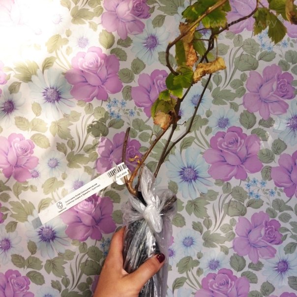 превью изображения отзыва