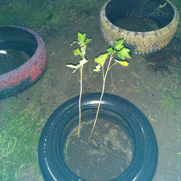 превью изображения отзыва