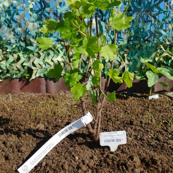 превью изображения отзыва