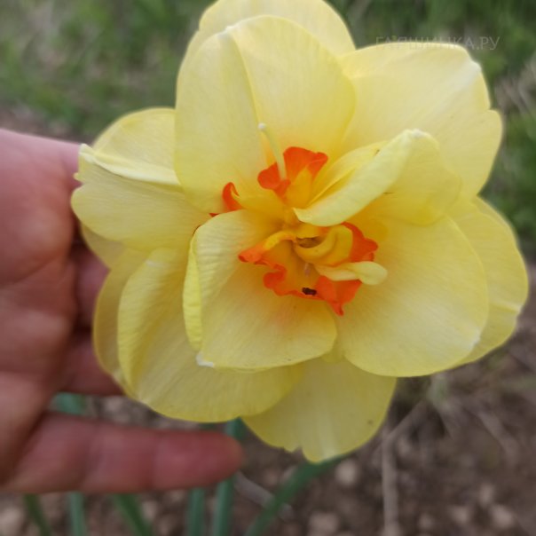 превью изображения отзыва