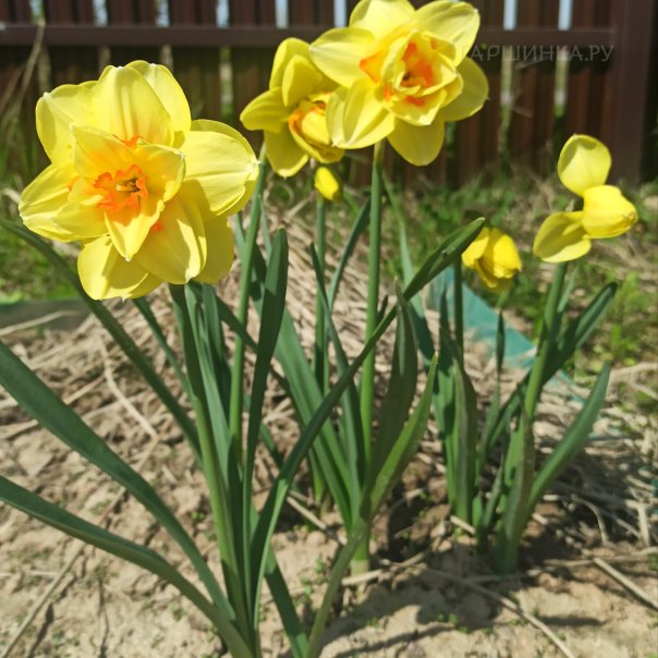 превью изображения отзыва