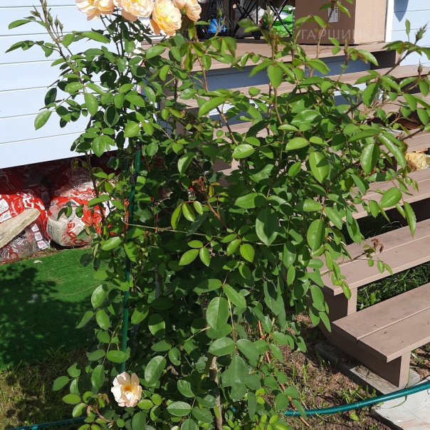 превью изображения отзыва