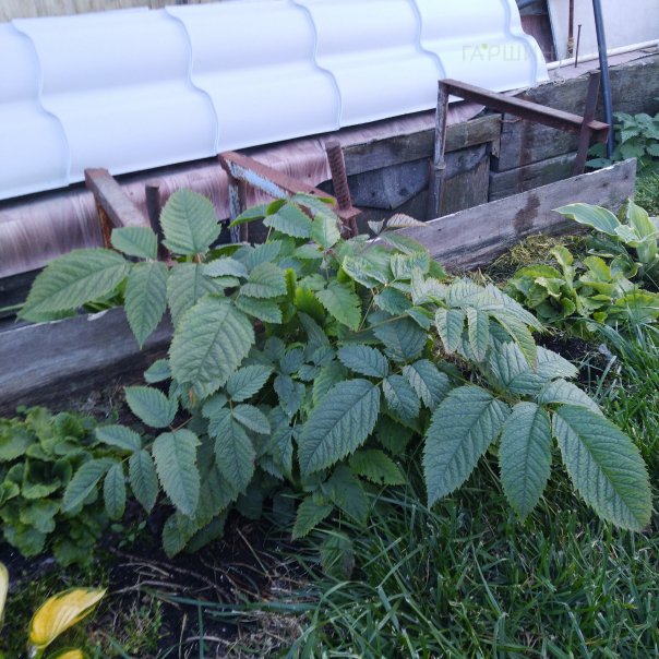 превью изображения отзыва