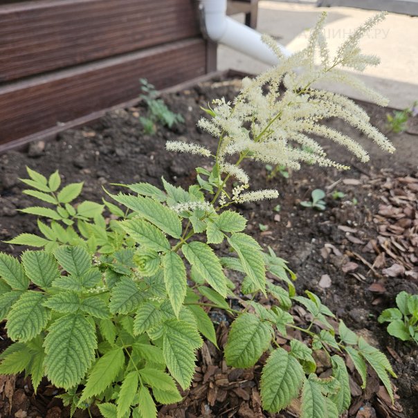 превью изображения отзыва