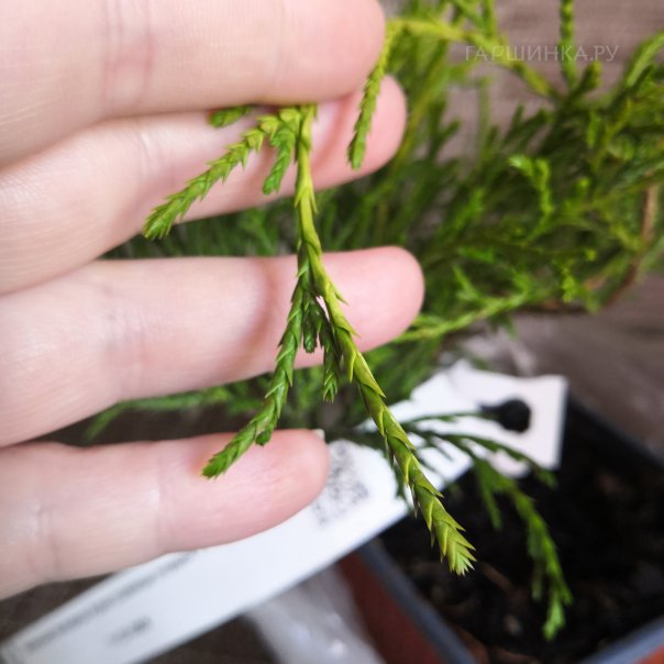 превью изображения отзыва