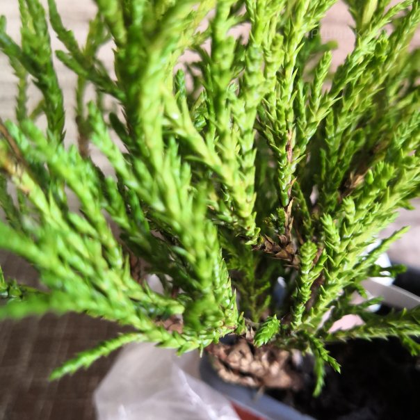 превью изображения отзыва