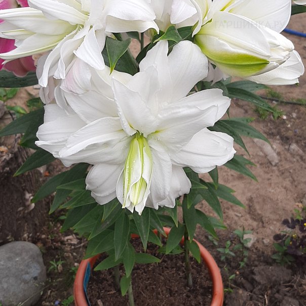 превью изображения отзыва