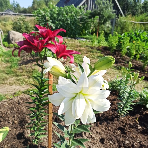 превью изображения отзыва