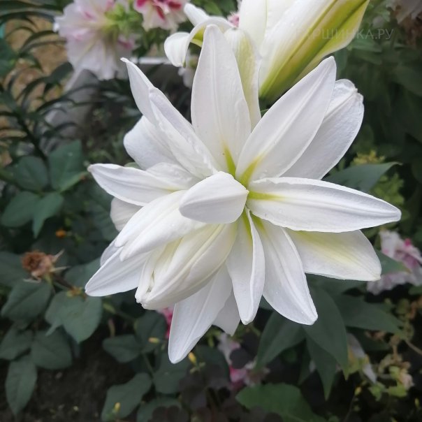 превью изображения отзыва