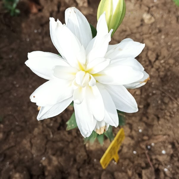 превью изображения отзыва