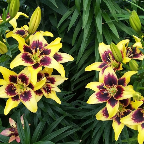 превью изображения отзыва