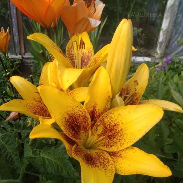 превью изображения отзыва