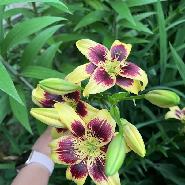 превью изображения отзыва