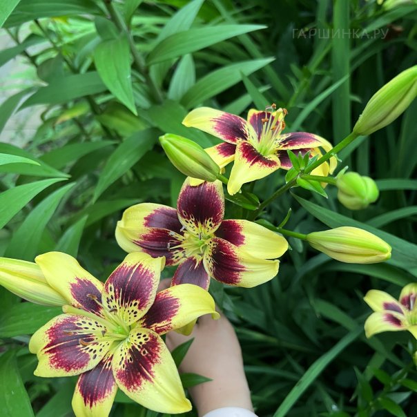 превью изображения отзыва