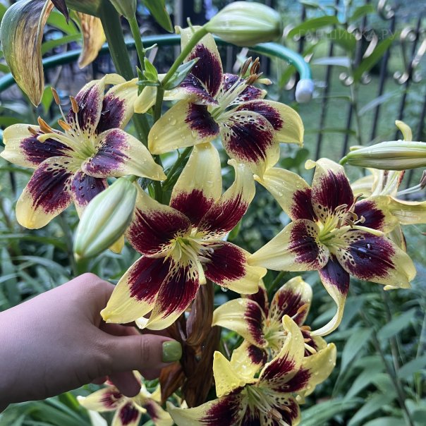 превью изображения отзыва