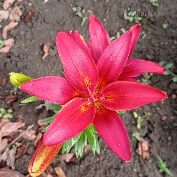 превью изображения отзыва