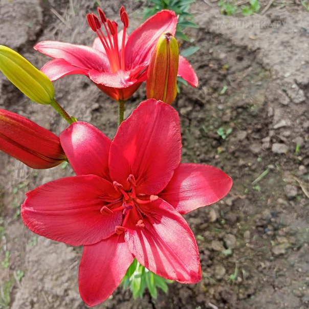 превью изображения отзыва