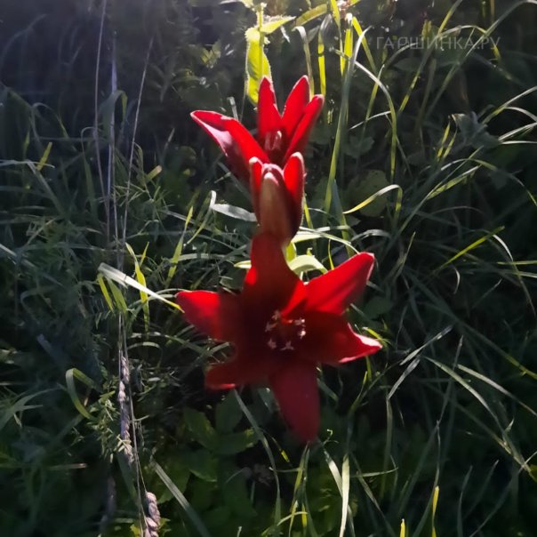 превью изображения отзыва