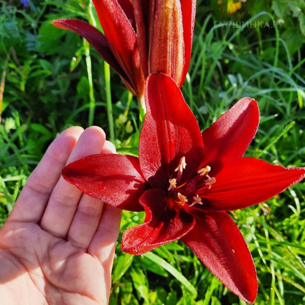 превью изображения отзыва