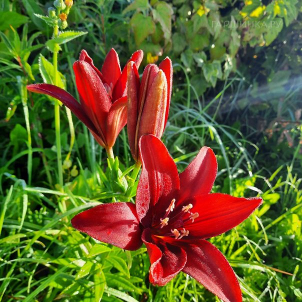 превью изображения отзыва