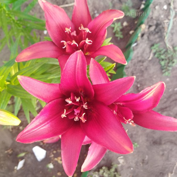 превью изображения отзыва