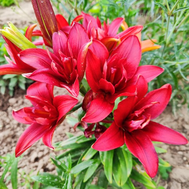 превью изображения отзыва